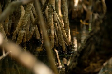 Fototapeta na wymiar Mangrove Roots Close-Up in Swamp