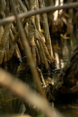 Fototapeta na wymiar Mangrove roots in coastal habitat.