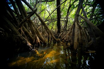 Plakat Dense Mangrove Forest with Intricate Roots