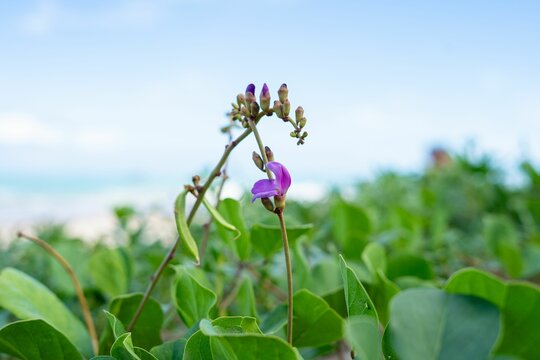 Purple Flower in a Lush Green Field