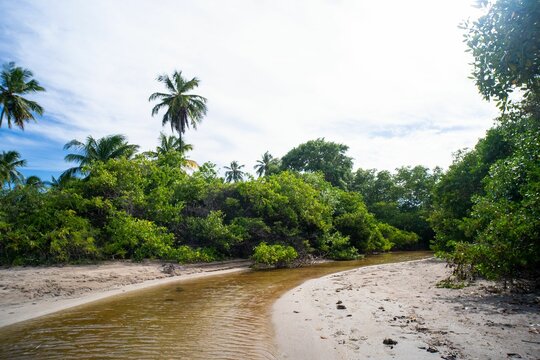 Scenic tropical beach with lush greenery and palm trees.