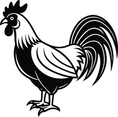 rooster isolated on white background