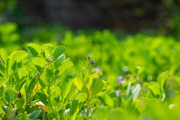 Fototapeta na wymiar Vibrant Green Leaves and Purple Flowers
