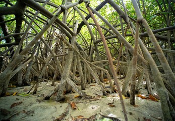 Fototapeta na wymiar Intertwined mangrove roots in coastal ecosystem.