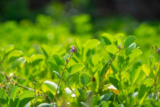 Vibrant leaves and purple flowers in sunlight.