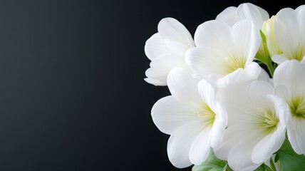 Fototapeta premium Elegant White Flowers Against a Dark Background elegant white flowers floral nature close-up beauty