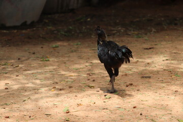 Black Chicken Walks Away Confidently On A Sunny Afternoon Path