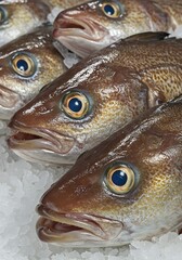 Coldwater Catch: Eyes of the Deep