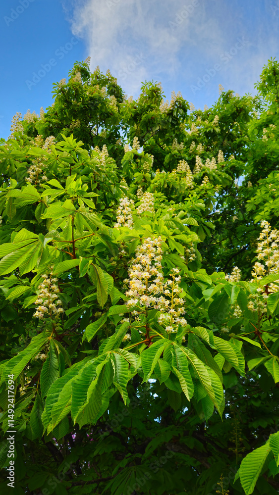 Wall mural spring flowering chestnut tree on blue sky background