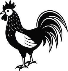 rooster isolated on white background