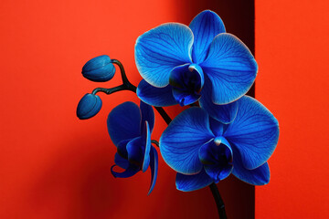 Striking blue orchids with buds against a vivid red background create a bold, modern contrast in this floral image.