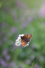 butterfly on flower