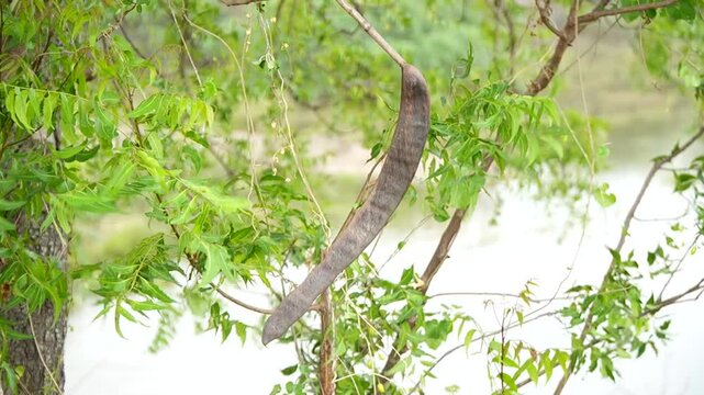 Dried fruit swaying in the wind, samaniya saman