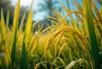 Close-Up of Maturing Rice Grains Against a Clear Blue Sky