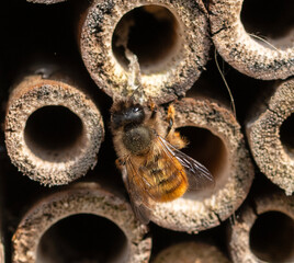 Red Mason Bee nesting