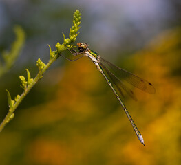 damselfly Spreadwing, Lestes, eating its prey sitting on a plant, pond