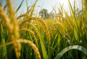 Golden Rice Paddy Detail Against a Sunny Blue Sky