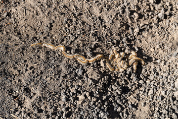 Pine processionary caterpillars on Mount Etna soil