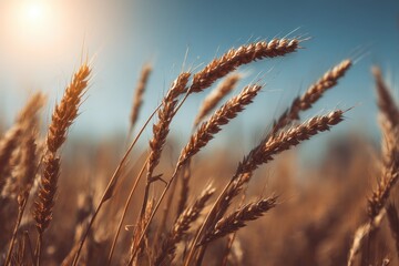 Fototapeta premium Golden Wheat Field at Sunset
