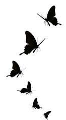 Ephemeral Dance of Shadows AI Generated