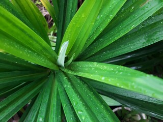 Fototapeta premium rain drops on the leaves