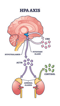 HPA axis regulation is shown with the brain, pituitary gland, and adrenal glands connected by arrows and labeled hormones. Outline diagram