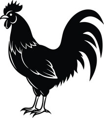 rooster isolated on white background