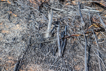 Charred Remains of Burnt Stalks Scattered Across Ashy Ground