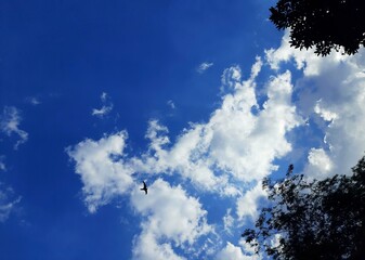 clear blue sky little clouds with airplanes and birds flying