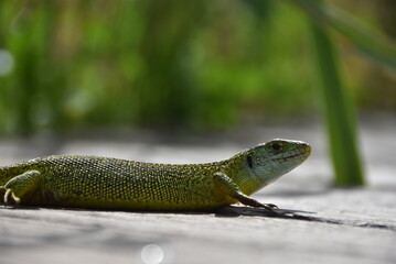 Gros plan d'un lézard vert vue latérale, aux teintes vertes et bleues, dans la nature