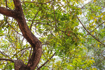 Neem Tree Branches with Dense Leaves and Ripening Fruit Clusters
