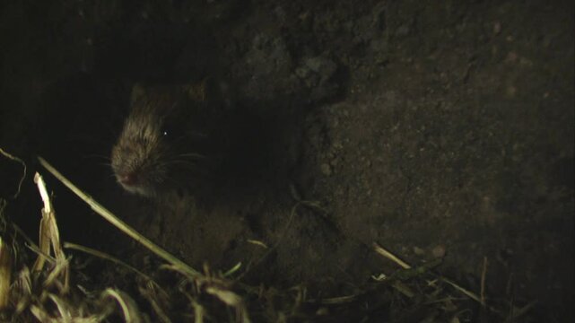 mouse is coming in its underground burrow 
