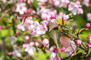 Pink Blossoms and Closed Buds Burst Open on Lush Tree Branch. Beauty of Springtime Bloom.