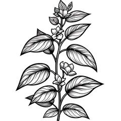 Vintage pepper plant black white outline illustration high resolution photo
