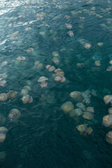 Thousands of barrel jellyfish (Rhizostoma pulmo) float in a deep blue open sea.