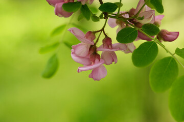 Spring day in the garden. Branch of flowering Robinia hispida. Selective focus
