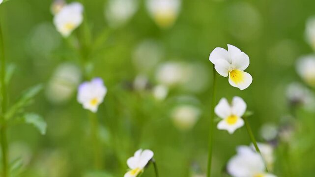 video of wild violet close-up