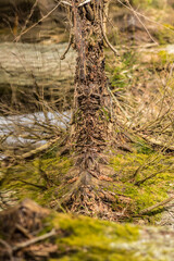 forest, water, branches, tangle, background, texture, structure, wallpaper, reflection, mirror, moss, green, brown