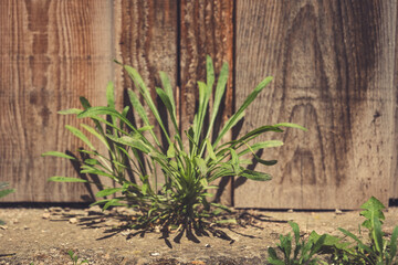 Nature's resilience manifests as green life thriving against wooden backdrop in warm sunlight