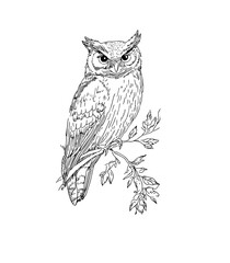 owl on branch