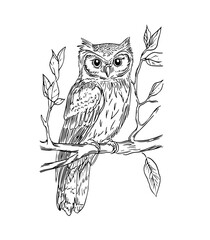 owl on branch