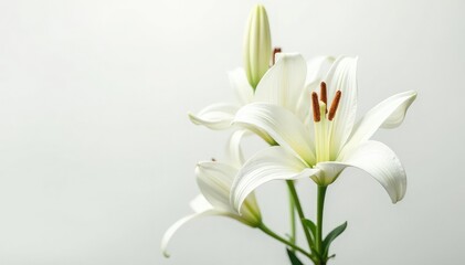 Fototapeta premium Close-up shot of pristine white lilies on stark white backdrop, lily, delicate