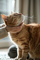 Man applying flea collar to his cat in bright living room Selective focus