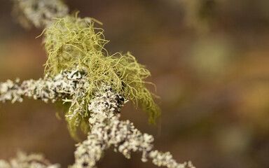 usnea, fishbone beard lichen, fruticose lichen, green, gray, lichenes, on the branch, ilosated, blurry background, high quality