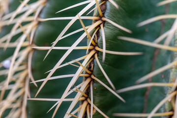 Close-up view of a cactus with sharp spines revealing nature's intricate defenses in a desert environment