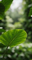 Fototapeta premium Emerald Whisper