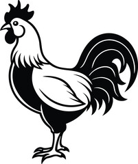 rooster isolated on white