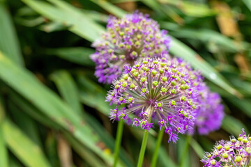 Vibrant purple flowers amidst lush green foliage on a sunny day in a tranquil garden setting