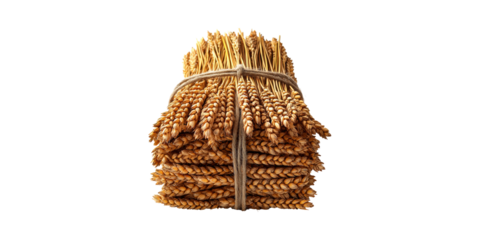 Bundle Of Wheat Stalks Tied With Rope. Symbol Of Agriculture And Harvest Isolated On Transparent Background