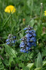 lila pflanze natur blume